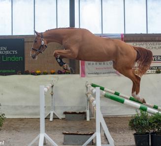 CSIO Linz: België/BWP wint landenprijs, Vanderhasselt & Jeunesse op GP-podium