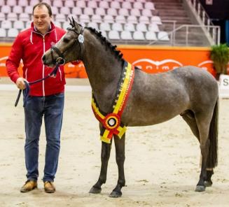 BRp-hengstenhouder  kleine maat - Joris De Pauw: Ponyfokkerij kleine maat niet evident