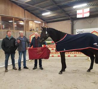 Showdag Jonge Belgische Springpaarden