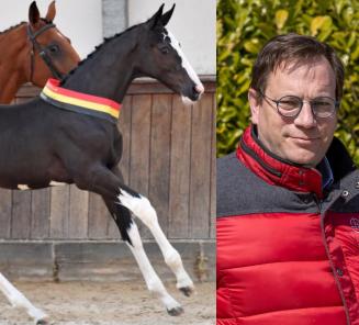 Selecties BWP Elite Foal Auction lopen als een trein