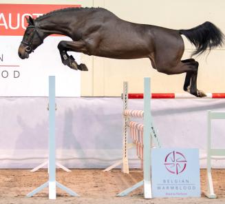 BWP Top Stallion Auction: top studbook veilt top hengsten uit top moederstammen