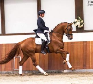 BWP-goedgekeurde hengst Heros Begijnhoeve scoort goed op CDI Compiegne