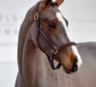 BWP Young Horses Auction: laatste uren om te bieden