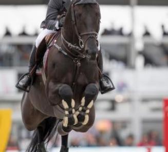 Gesves: Championnat de Belgique des  Jeunes  Chevaux