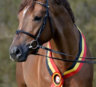 16 septembre: journée dinformation pour les étalons de dressage  âgés de 2 et de 3 ans