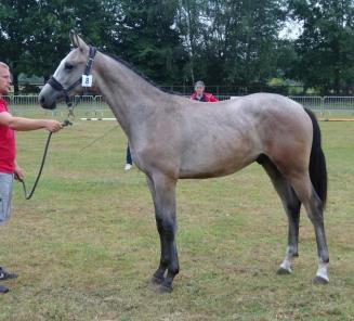 Son of Emerald vh Ruytershof, Igor won the GCT manche in Paris