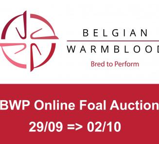 BWP komt met Online Foal Auction!