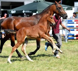 Grand Prix Knokke Hippique: victoire pour Gancia de Muze! Grand Prix Knokke Hippique: victoire pour Gancia de Muze!