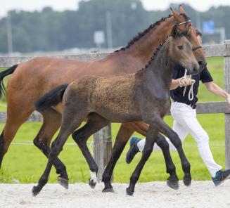 BWP-veulens breken records op veiling Prinsjesdag