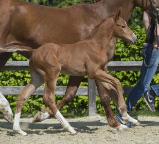 Rolex van 't Zorgvliet veilingtopper Flanders Foal Auction