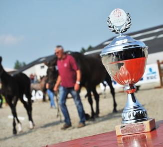 Opnieuw massaal aantal veulens op Nationaal Kampioenschap zaterdag