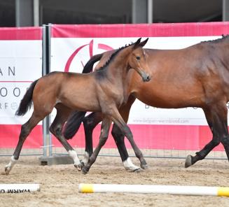 Laatste dagen inschrijven BWP Online Foal Auction Laatste dagen inschrijven BWP Online Foal Auction