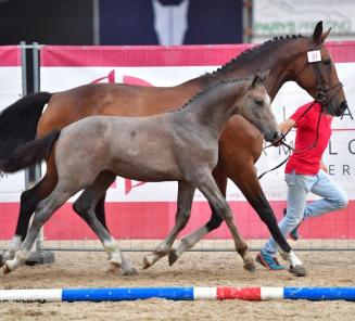 BWP Online Foal Auction: les enchères commencent