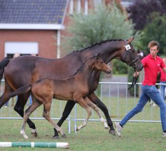 Igor, fils d'Emerald, vainqueur de la manche GCT à Paris