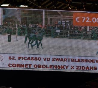 Picasso vd Zwartbleshoeve remporte le top des ventes de la BWP Top Stallion Auction