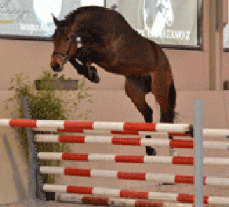 Aandacht ponyveulens voor het Nationaal Veulenkampioenschap! Aandacht ponyveulens voor het Nationaal Veulenkampioenschap!