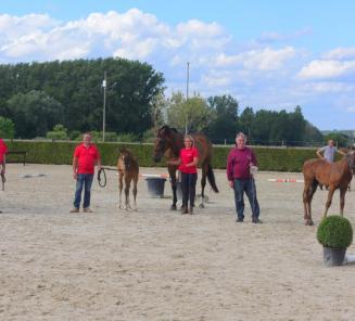 Inschrijvingen veulenwedstrijd Wambeek van start