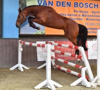 Startlijsten Fokkerijdag Startlijsten Fokkerijdag